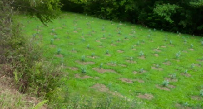 Entrega simbólica de la «Bullada de Purpurina» en Asturias