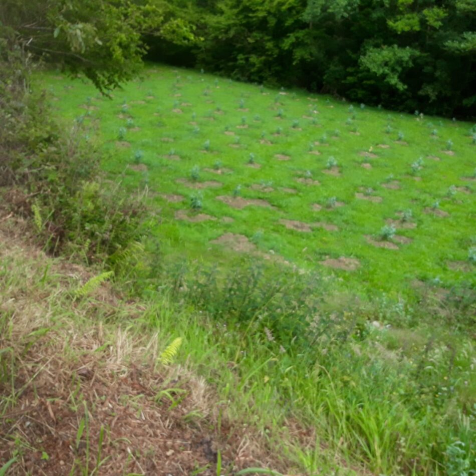 Entrega simbólica de la «Bullada de Purpurina» en Asturias
