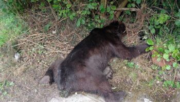 La Fiscalía traslada al juzgado un oso matado en Belmonte (Asturias)