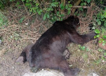 La Fiscalía traslada al juzgado el oso matado en Belmonte (Asturias)