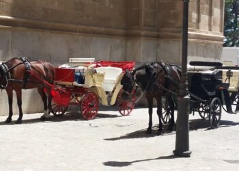 Progreso en Verde:»PP y Vox han engañado a la ciudadanía y a los caleseros y no van a rescatar las licencias de las galeras» en Palma