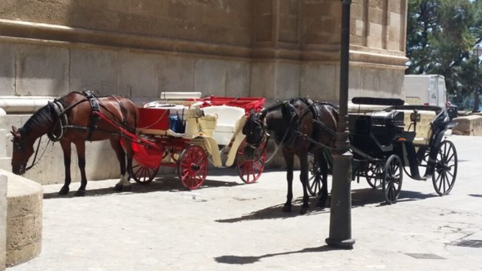 Progreso en Verde:»PP y Vox han engañado a la ciudadanía y a los caleseros y no van a rescatar las licencias de las galeras» en Palma