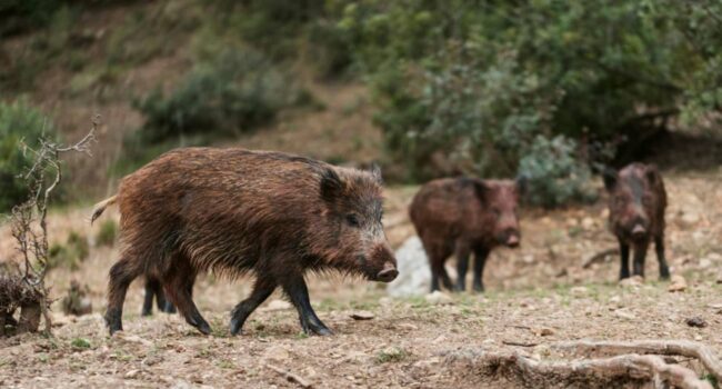 Qué sabemos de la peste porcina: no contagia a los humanos y es seguro consumir productos cárnicos