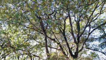 Coordinadora Ecoloxista d’Asturies pide la paralización de la tala de los árboles de la Reserva Natural Parcial de la Cueva de las Caldas en Oviedo