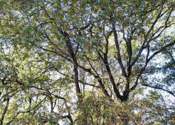 Coordinadora Ecoloxista d’Asturies pide la paralización de la tala de los árboles de la Reserva Natural Parcial de la Cueva de las Caldas en Oviedo