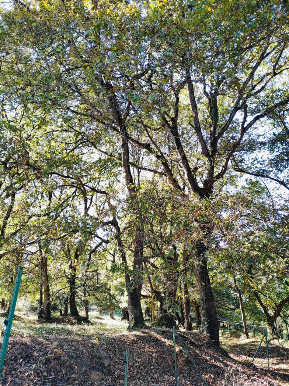 Coordinadora Ecoloxista d’Asturies pide la paralización de la tala de los árboles de la Reserva Natural Parcial de la Cueva de las Caldas en Oviedo
