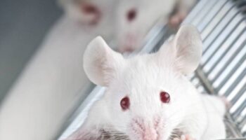 Un tratamiento con ARNm rejuvenece temporalmente las defensas en ratones envejecidos