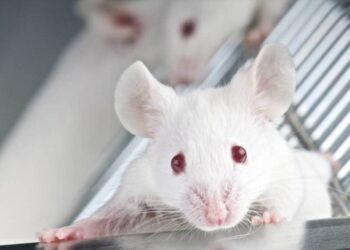 Un tratamiento con ARNm rejuvenece temporalmente las defensas en ratones envejecidos