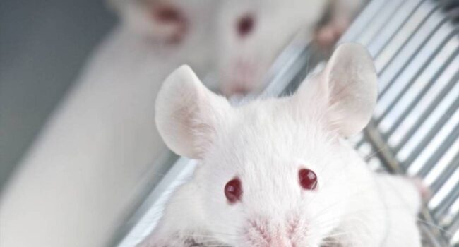 Un tratamiento con ARNm rejuvenece temporalmente las defensas en ratones envejecidos