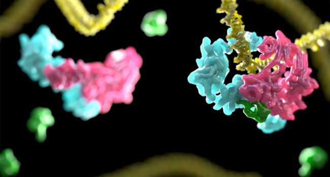 Una terapia génica para la anemia de Fanconi recibe la designación de medicamento huérfano en Europa