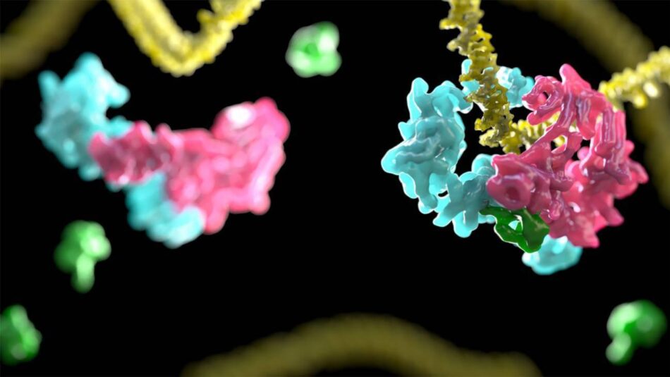 Una terapia génica para la anemia de Fanconi recibe la designación de medicamento huérfano en Europa