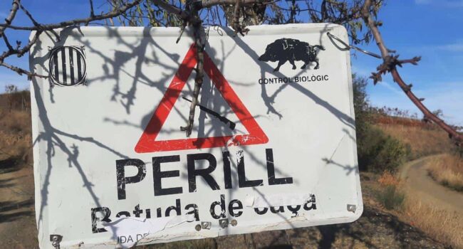 La Generalitat pretén abordar la crisi de la Pesta Porcina Africana amb falses solucions