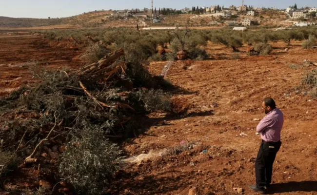 ​»Israel» arranca miles de árboles en Cisjordania en una semana