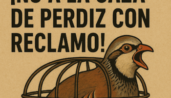 Ecologistas Extremadura rechaza la declaración de la caza de perdiz con reclamo como Bien de Interés Cultural