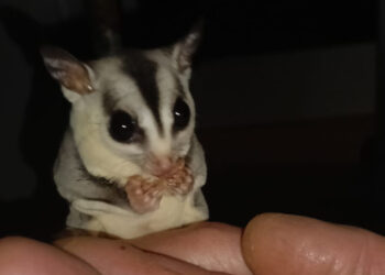Un petauro rescatado en Valencia, recuerda la necesidad de proteger también a los mamíferos exóticos de pequeño tamaño