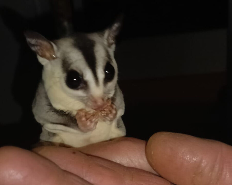 Un petauro rescatado en Valencia, recuerda la necesidad de proteger también a los mamíferos exóticos de pequeño tamaño