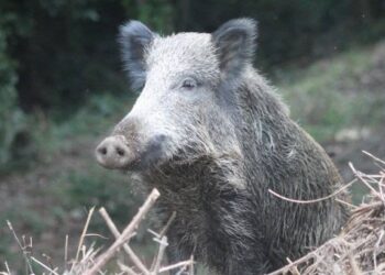 Ecologistas en Acción de Salamanca solicita captura y reubicación del jabalí del Puente Romano, frente a la intención de sacrificarlo