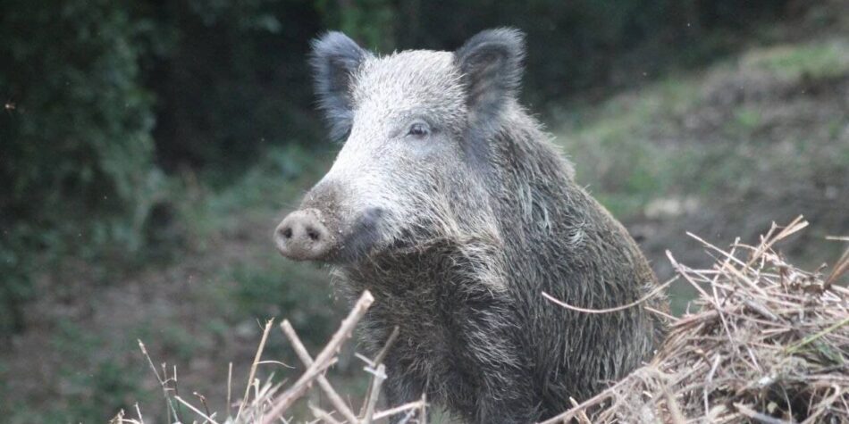 Ecologistas en Acción de Salamanca solicita captura y reubicación del jabalí del Puente Romano, frente a la intención de sacrificarlo