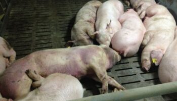 PACMA señala a la caza y las macrogranjas como facilitadores de la expansión del virus de la peste porcina africana