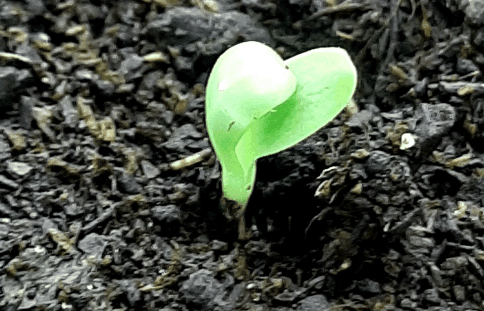 Por un reglamento europeo de reproducción vegetal que salvaguarde la agrobiodiversidad