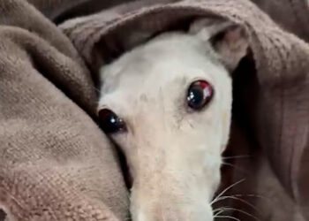 PACMA lanza un llamamiento para encontrar al responsable de tirar a la basura una perra de caza moribunda en Arahal