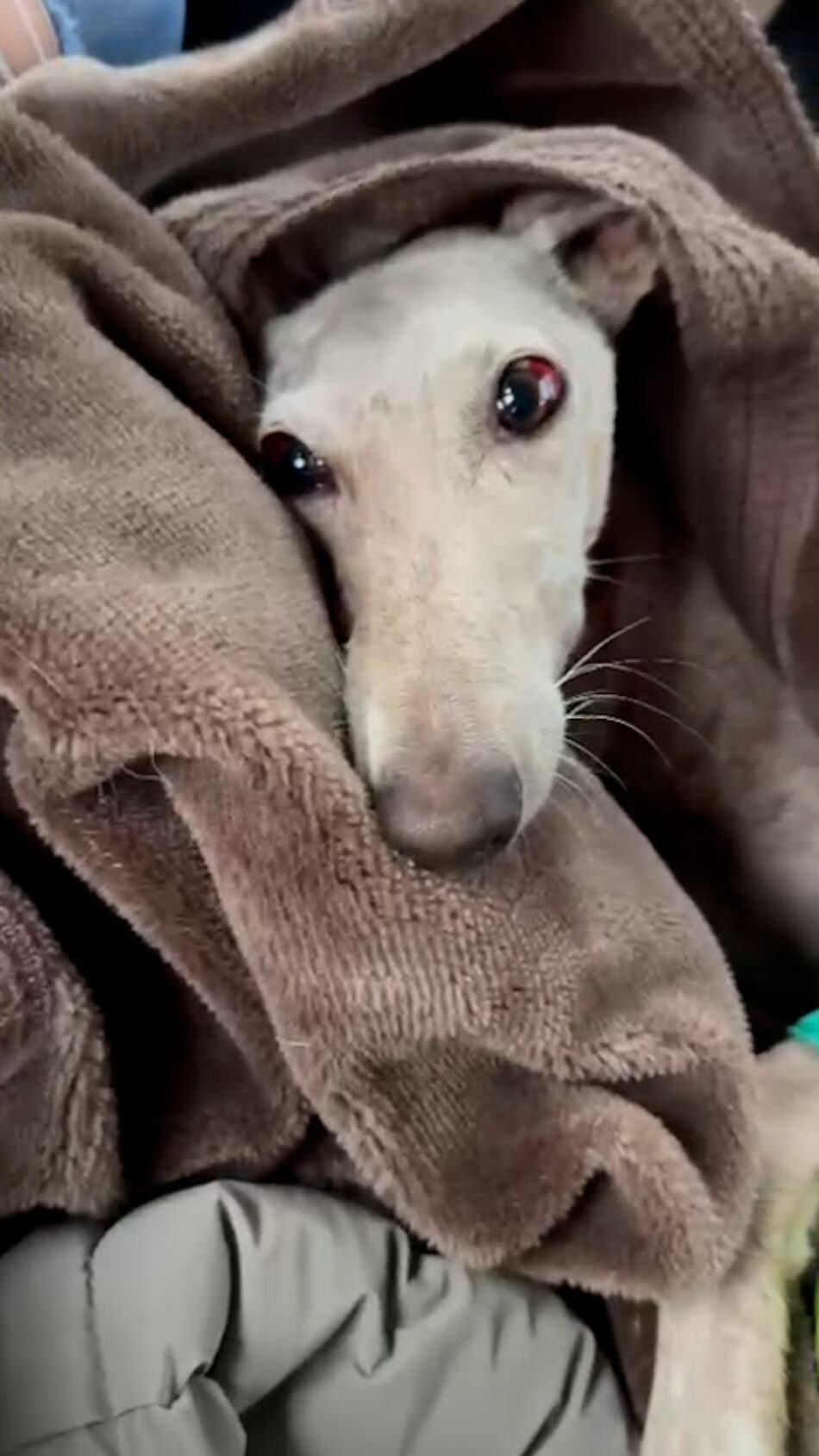 PACMA lanza un llamamiento para encontrar al responsable de tirar a la basura una perra de caza moribunda en Arahal
