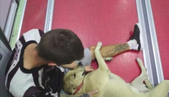 PACMA continuará en el proceso penal por la muerte de la perra Sota a pesar del acuerdo de paz entre su dueño y el agente que la mató en 2018