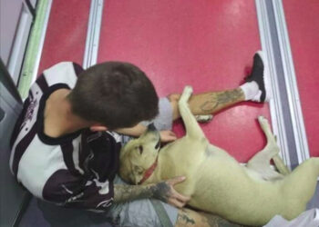 PACMA continuará en el proceso penal por la muerte de la perra Sota a pesar del acuerdo de paz entre su dueño y el agente que la mató en 2018