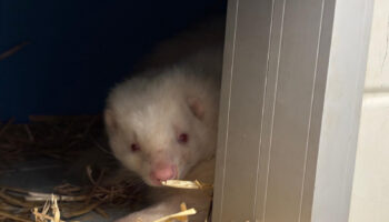 Rescatadas cuatro mofetas abandonadas en Cataluña: un nuevo caso que evidencia la urgencia de implantar los Listados Positivos