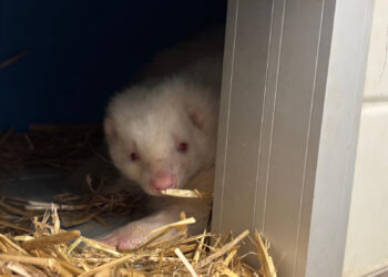 Rescatadas cuatro mofetas abandonadas en Cataluña: un nuevo caso que evidencia la urgencia de implantar los Listados Positivos