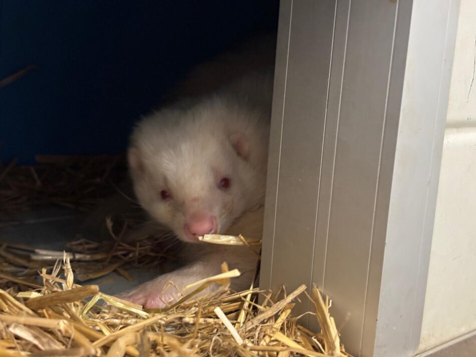 Rescatadas cuatro mofetas abandonadas en Cataluña: un nuevo caso que evidencia la urgencia de implantar los Listados Positivos