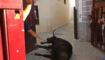 Tiros, descargas eléctricas, heridas sangrantes, pitones y testuces partidos: PACMA denuncia el maltrato extremo a los toros de Coria