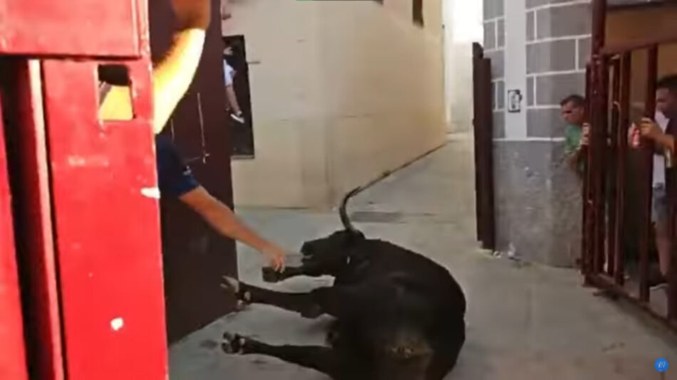 Tiros, descargas eléctricas, heridas sangrantes, pitones y testuces partidos: PACMA denuncia el maltrato extremo a los toros de Coria