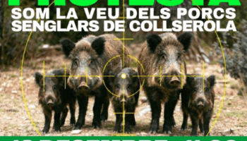 Convocan concentración contra la matanza de jabalíes por la Peste Porcina Africana (PPA) y proponen alternativas éticas