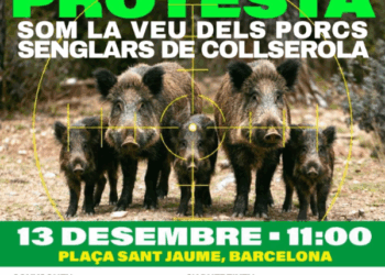 Convocan concentración contra la matanza de jabalíes por la Peste Porcina Africana (PPA) y proponen alternativas éticas