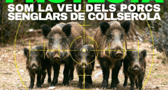 Convocan concentración contra la matanza de jabalíes por la Peste Porcina Africana (PPA) y proponen alternativas éticas