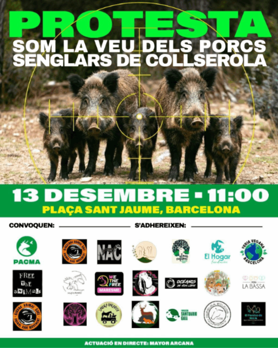 Convocan concentración contra la matanza de jabalíes por la Peste Porcina Africana (PPA) y proponen alternativas éticas