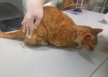 Sale de prisión un maltratador de animales diez meses después de ingresar por una denuncia de PACMA