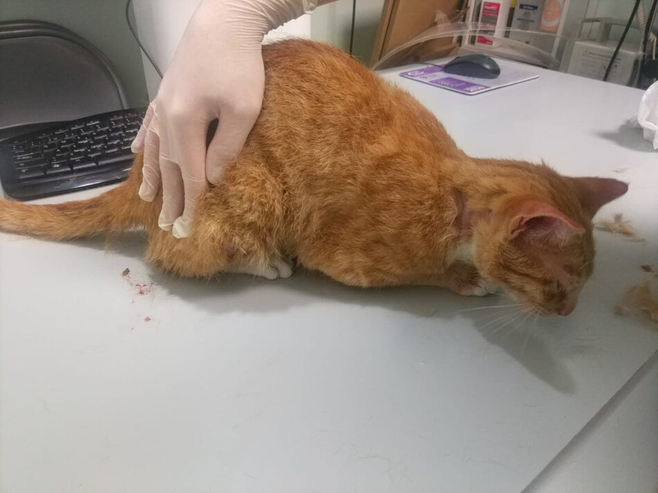 Sale de prisión un maltratador de animales diez meses después de ingresar por una denuncia de PACMA