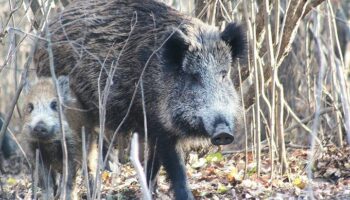 PACMA denuncia el despilfarro millonario de dinero público para exterminar jabalíes sin criterio científico