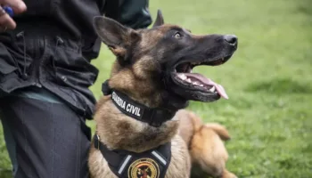 PACMA denuncia el estado insalubre de las perreras de la Guardia Civil en El Pardo