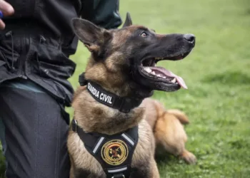 PACMA denuncia el estado insalubre de las perreras de la Guardia Civil en El Pardo