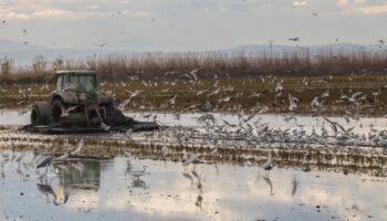 Compromís plantea aprobar un Plan Integral con medidas urgentes para revertir la degradación de la Albufera