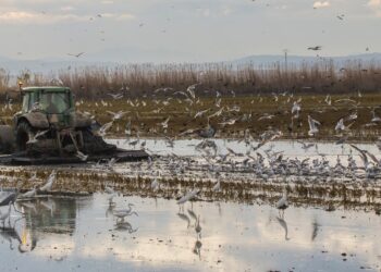 Compromís plantea aprobar un Plan Integral con medidas urgentes para revertir la degradación de la Albufera