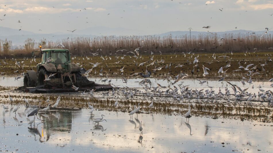 Compromís plantea aprobar un Plan Integral con medidas urgentes para revertir la degradación de la Albufera