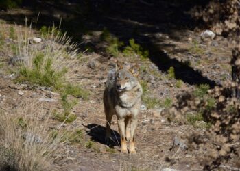 Instan a la Junta de Extremadura a que adopte un plan para la recuperación del lobo ibérico en la región