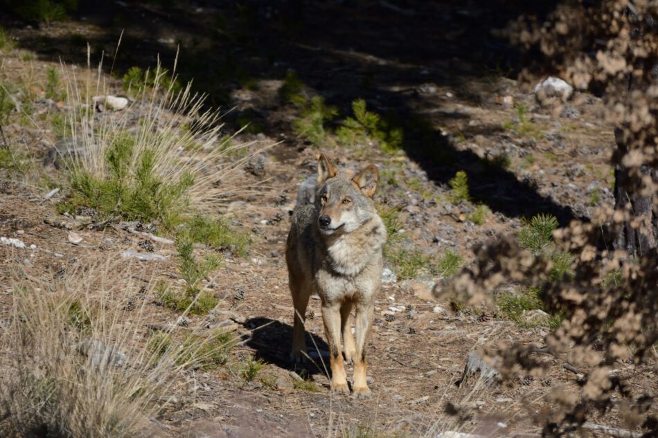 Instan a la Junta de Extremadura a que adopte un plan para la recuperación del lobo ibérico en la región