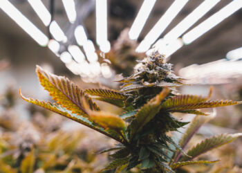 ¿El cannabis es legal en Barcelona?