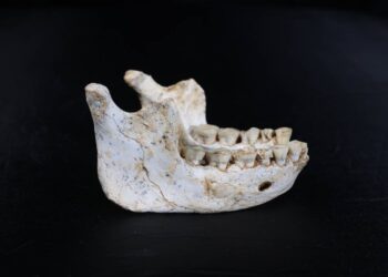 Fósiles hallados en Marruecos podrían ser de ancestros muy cercanos a los humanos modernos