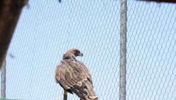 GREFA liberó siete águilas de Bonelli en la Comunidad de Madrid en 2025 con el apoyo de Redeia